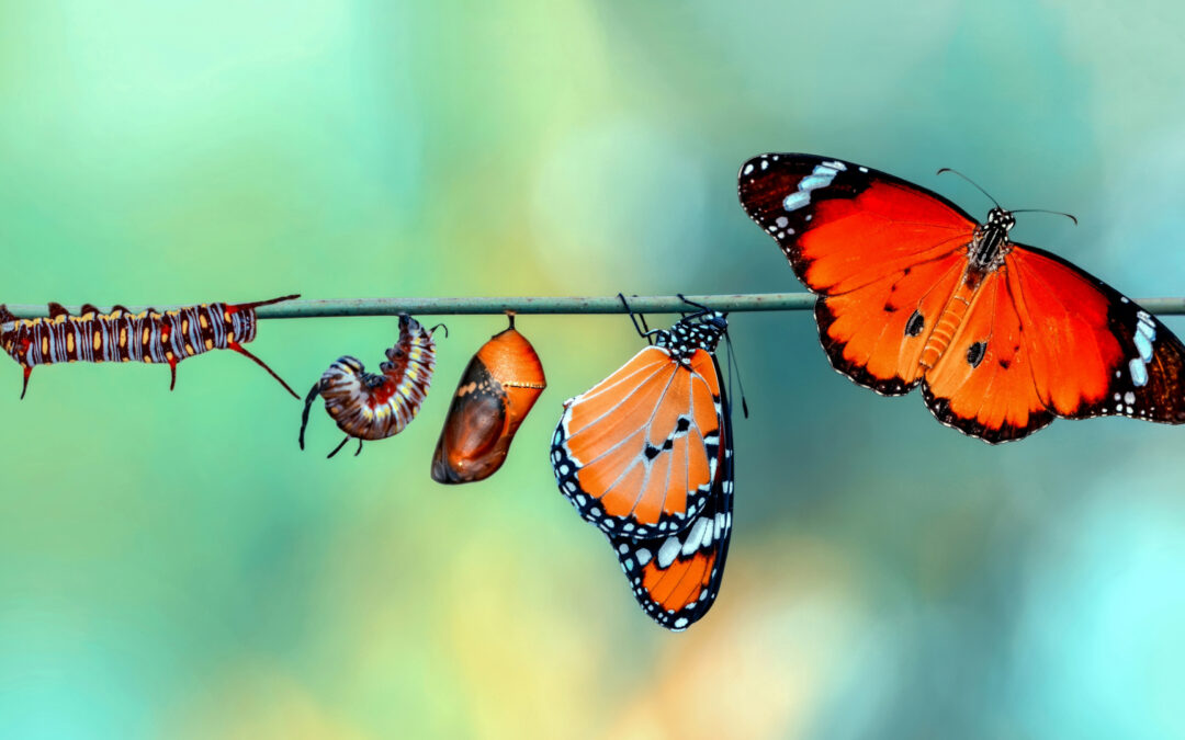 Transform Your Mind