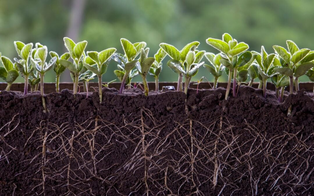 Trust The Unseen Work